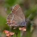 Blue-spot Hairstreak.jpg